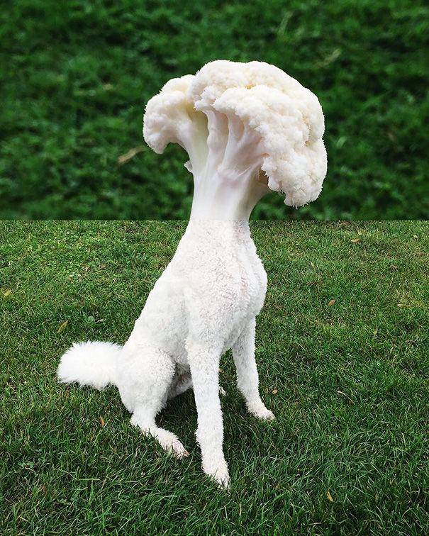 http://cdn.idntimes.com/content-images/post/20160525/funny-photo-mashups-stephen-mcmennamy-63-605-219c6a20b049cf0c06f0e7bfcd610d14.jpg