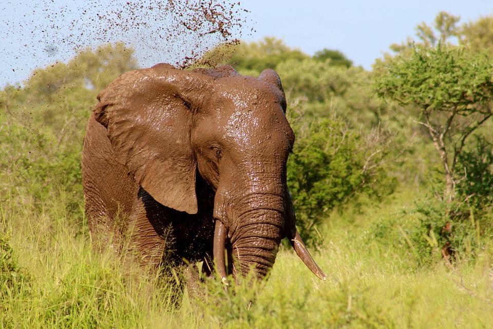 http://cdn.idntimes.com/content-images/post/20160625/gajah-75c39ef4b77055547cbca30ee821dee8.jpg