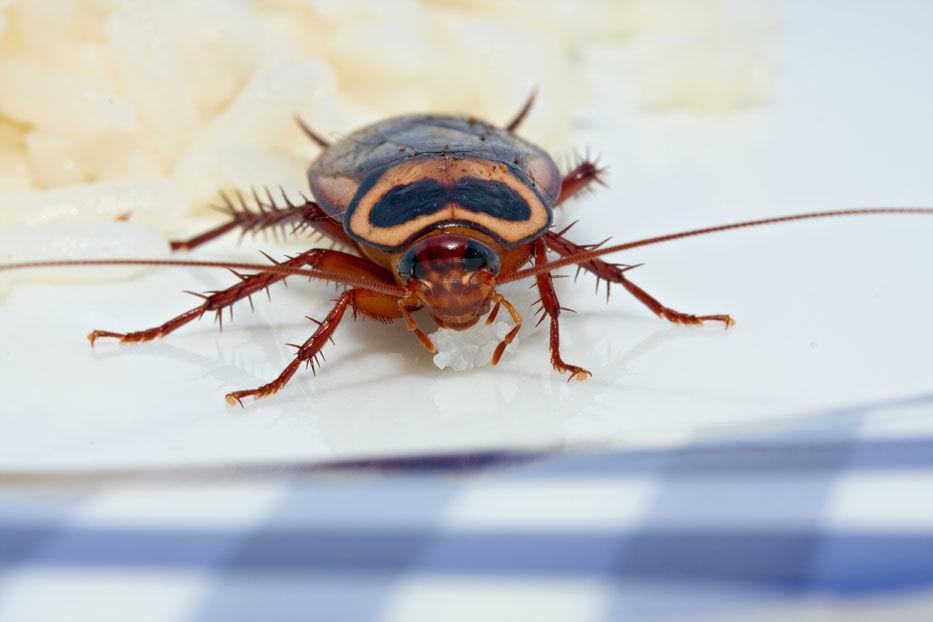 http://cdn.idntimes.com/content-images/post/20160321/germancockroach2-6151d0a996ebb7c12265f9e8d5f02962.jpg
