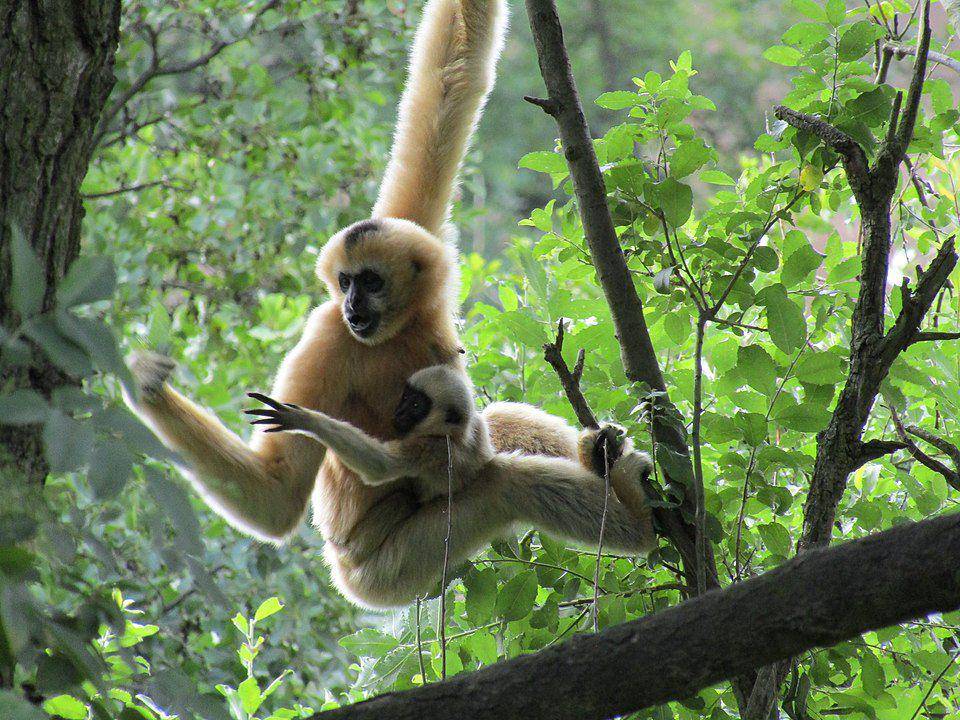 induk owa dan anaknya yang sedang bergelantungan (commons.wikimedia.org/Vachovec1)