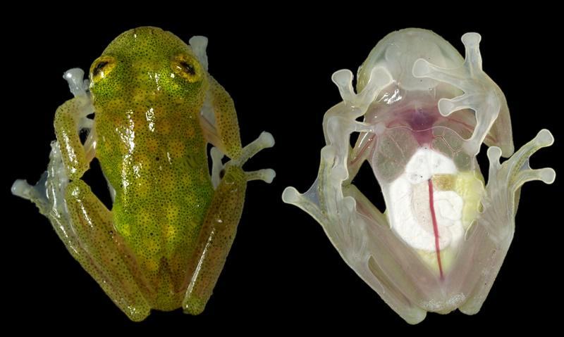 https://cdn.idntimes.com/content-images/post/20180524/glassfrog-hyalinobatrachiumtaylori-0021f68702342c28b17fcbf7026522a1.jpg