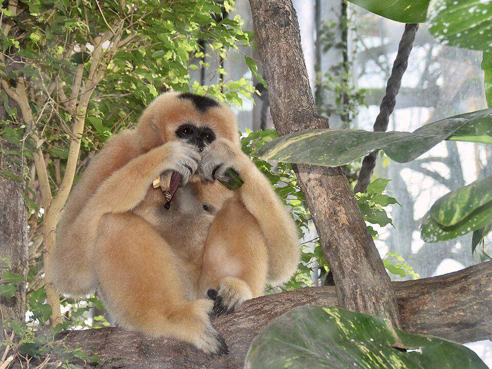 owa dalam genus Nomascus yang sedang makan (commons.wikimedia.org/NasserHalaweh)