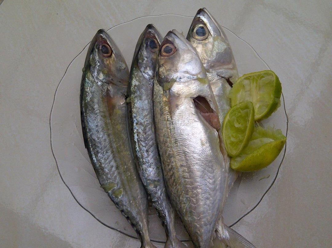 http://cdn.idntimes.com/content-images/post/20160416/ikan-0baa831e56ce826a9e34f5368c1bebaf.jpg