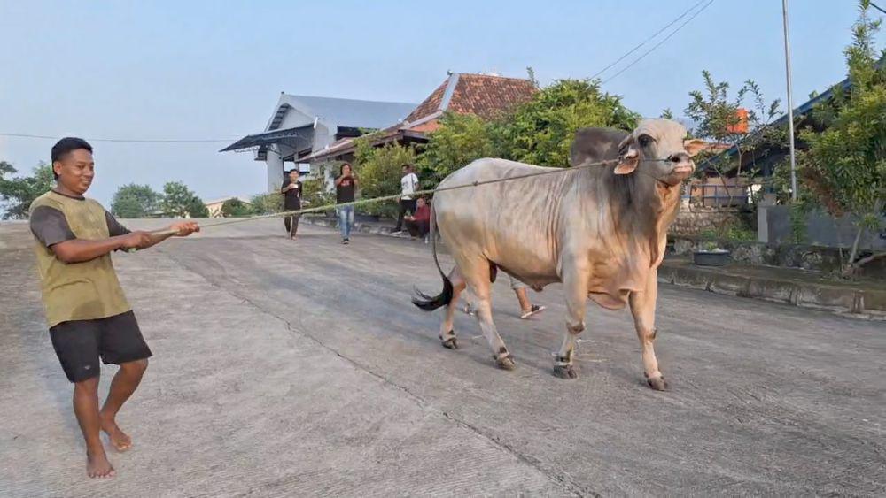 Prabowo Beli Sapi Kurban Rp90 Juta dari Peternak Ngawi