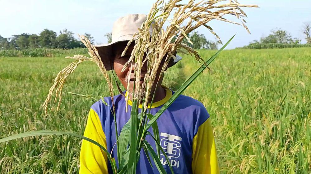 Petani di Magetan Menjerit, Padi Diserang Hama Potong Leher