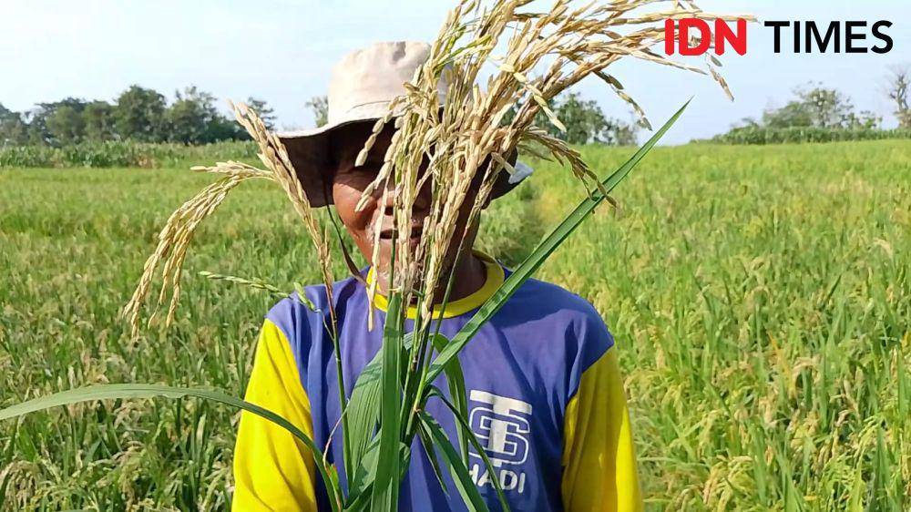 Petani di desa Pragak kecamatan Parang menunjukkan padinya yang terserang potong leher. IDN Times/ Riyanto.