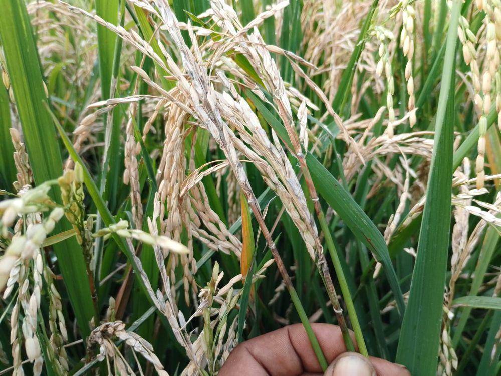 Petani di desa Pragak kecamatan Parang menunjukkan padinya yang terserang potong leher. IDN Times/ Riyanto.
