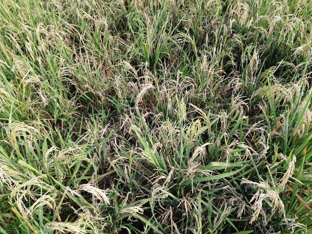 Petani di desa Pragak kecamatan Parang menunjukkan padinya yang terserang potong leher. IDN Times/ Riyanto.
