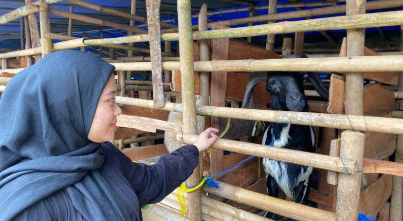 Geliat penjualan hewan kurban di Kota Sukabumi (IDN Times/Siti Fatimah)