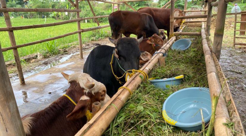Harga Hewan Kurban di Kota Sukabumi Mulai Rp2,5 Jutaan