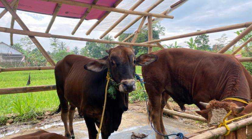 Hewan kurban di Kota Sukabumi (IDN Times/Siti Fatimah)