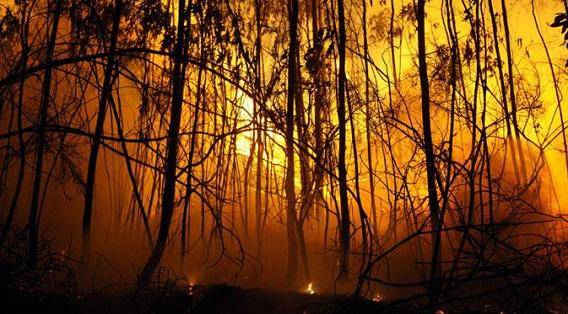 http://cdn.idntimes.com/content-images/post/20150827/indonesiamengeluh2_hutanbakar.jpg