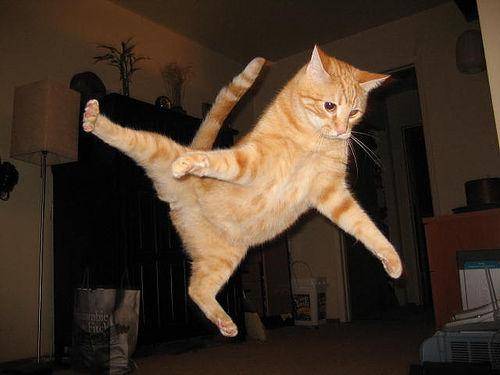 http://cdn.idntimes.com/content-images/post/20160223/jumping-cats20-4a93647f43c7f75e13cc15db12287ed5.jpg