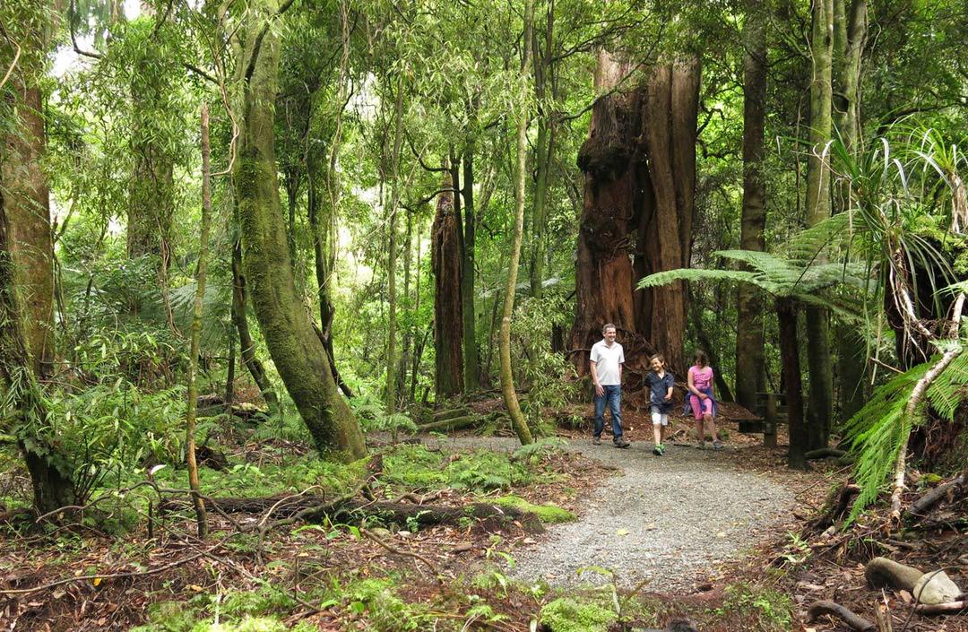 https://cdn.idntimes.com/content-images/post/20171120/kaitoke-walk-1200-eae97ef7bf892ea422920b696966b397.jpg