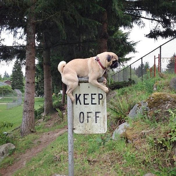 http://cdn.idntimes.com/content-images/post/20160719/keep-off-b8c8b0bda976ab90551e966fa32f0f5c.jpg