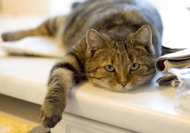 http://cdn.idntimes.com/content-images/post/20160223/kucing-males-ac7dca1ff7bfbaa587326c9dc815eff0.PNG