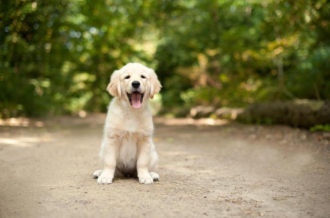 http://cdn.idntimes.com/content-images/post/20160416/labrador-retrievers-most-popular-purebred-in-america-343e313a12ddb29e140d29ae7542610f.jpg
