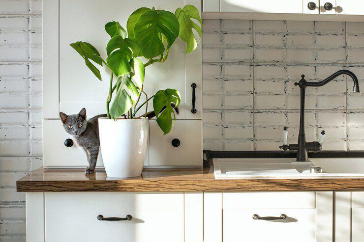5 Tanaman Hias Ini Bikin Dapur Outdoor Makin Adem, Masak Jadi Happy!