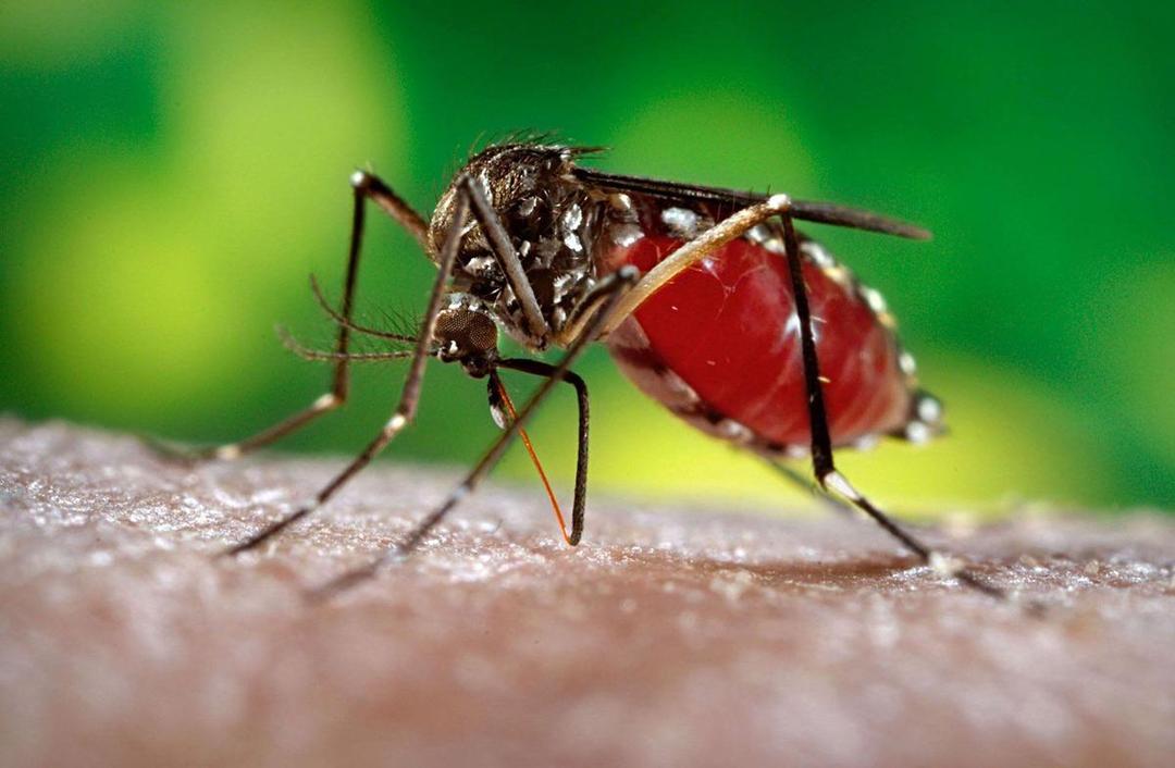 http://cdn.idntimes.com/content-images/post/20160129/mosquito-1-3fdb3a99c09d4330925b53bb6d65fa5a.jpg