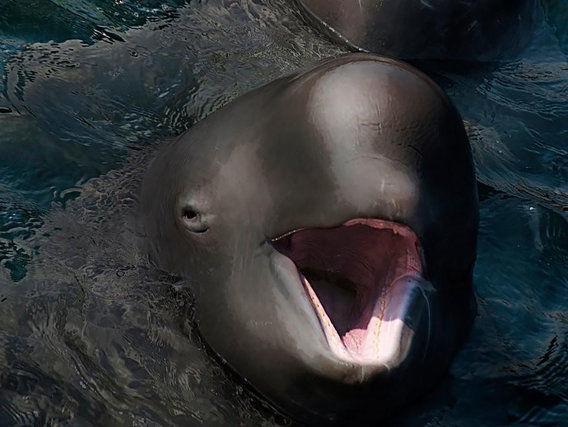 http://cdn.idntimes.com/content-images/post/20151212/narluga-133288a8e2d066d85d770c535d97e936.jpg