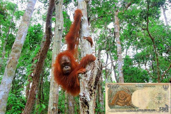 http://cdn.idntimes.com/content-images/post/20151224/orang-utan-70619f5e51a433d4bbcccbb461313068.jpg