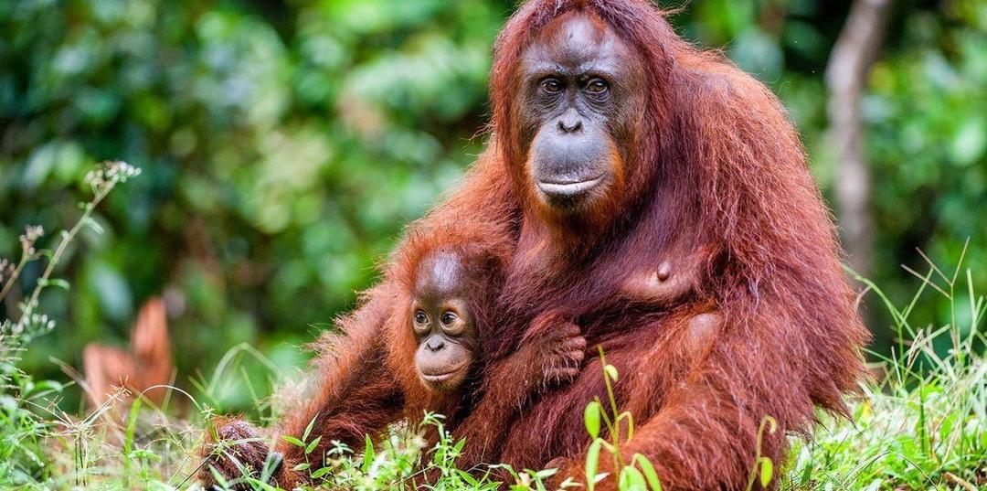 https://cdn.idntimes.com/content-images/post/20170928/orangutan-hero-8b177e148c2314cfcfd88da88ab29d27.jpg
