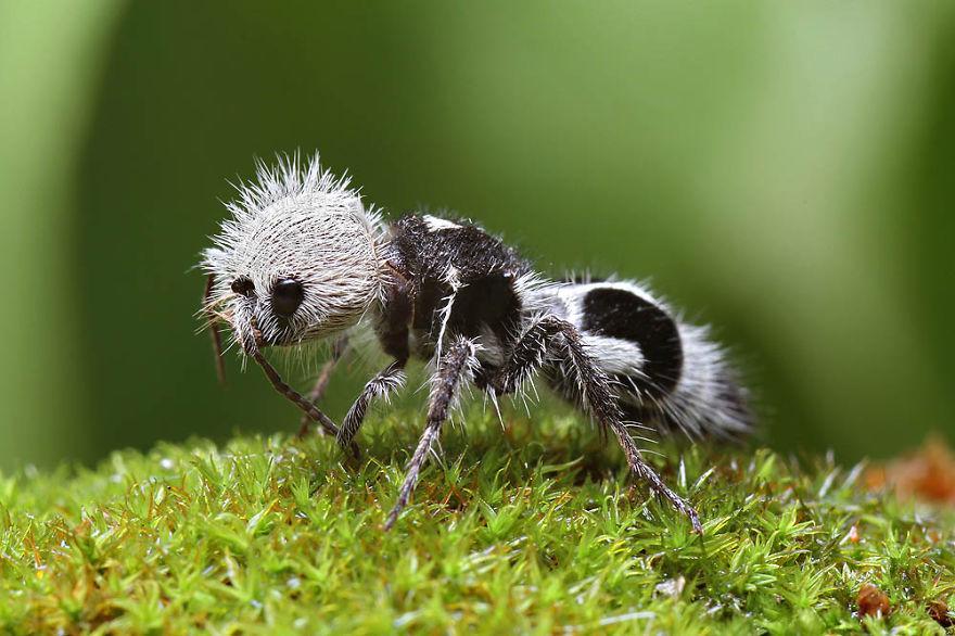 https://cdn.idntimes.com/content-images/post/20180524/panda-ant-euspinolia-militaris-1-880-boredpanda-2e4688609b2c7a5e3dc8854340616e4a.jpg
