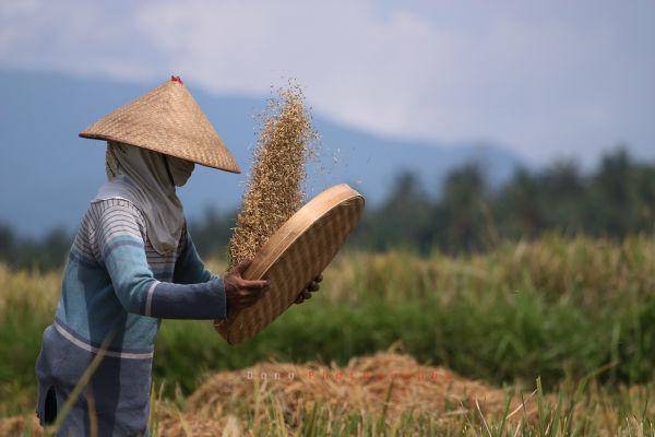 http://cdn.idntimes.com/content-images/post/20151110/petani2.jpg