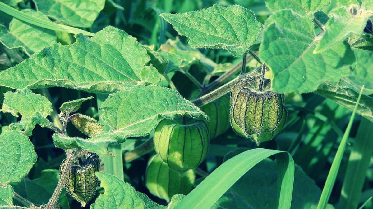 https://cdn.idntimes.com/content-images/post/20161207/physalis-ceplukan-16b9319adba3eade4ac3baa3024d1bcb.jpg