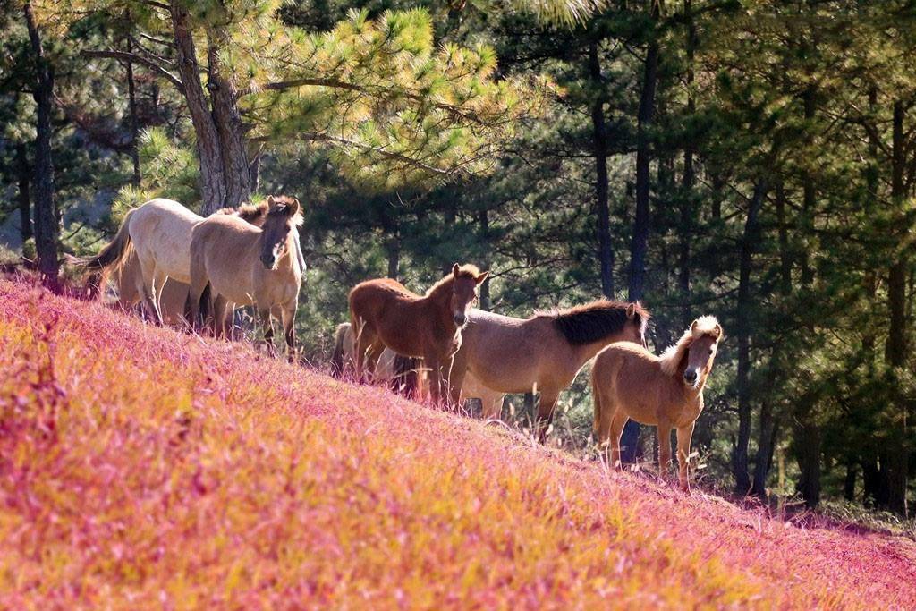 https://cdn.idntimes.com/content-images/post/20171121/pink-grass-in-dalat-amity-smile-travel-com-3-accbabf7a9d8d9dac80aa1e81ecc76a7.jpg