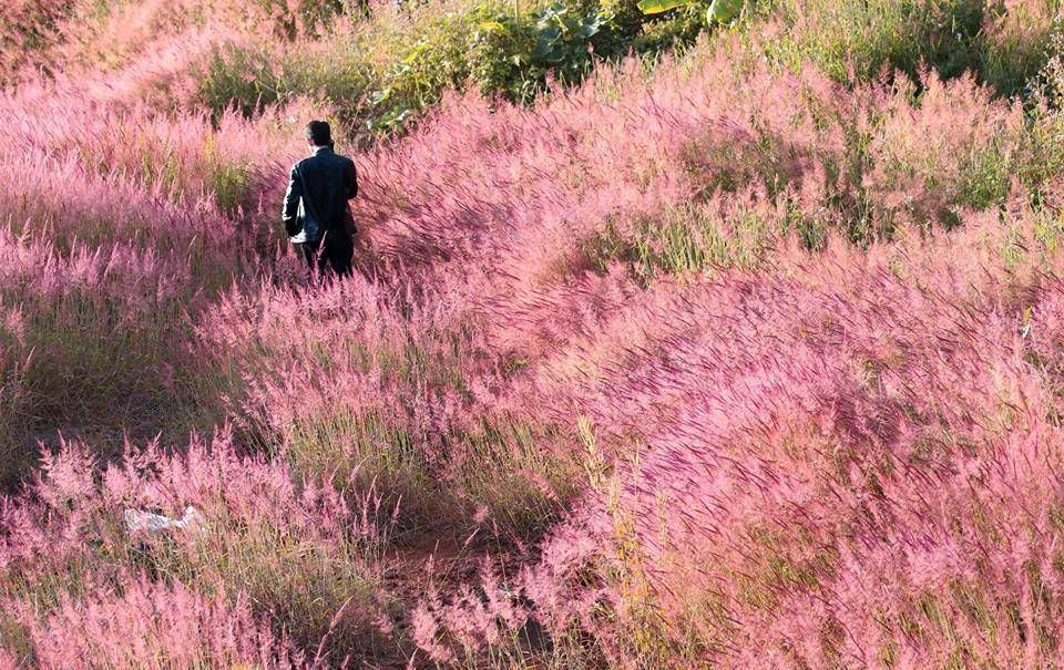 https://cdn.idntimes.com/content-images/post/20171121/pink-grass-in-dalat-amity-smile-travel-com-9-00fc9f5c6406b002013f29d9c2bed786.jpg