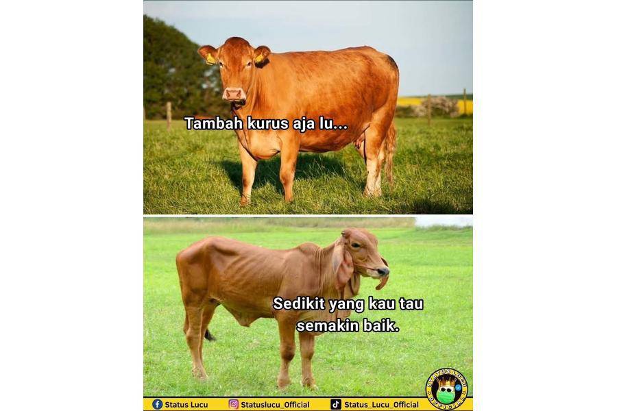 7 Meme Kocak Menjelang Iduladha, Sapi Nyusun Strategi Buat Kabur!