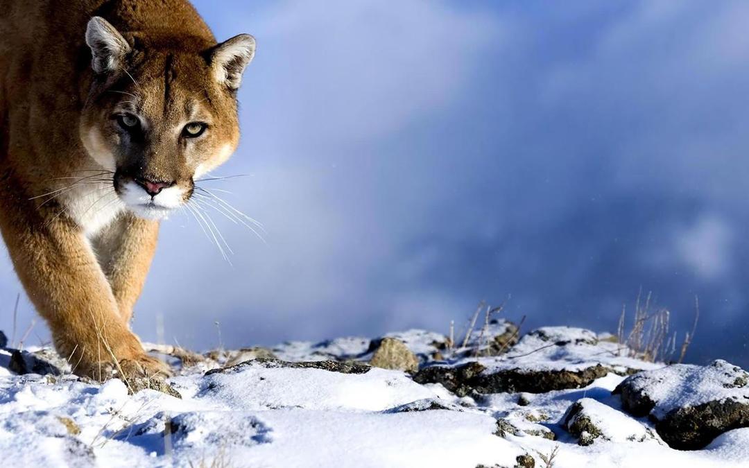 http://cdn.idntimes.com/content-images/post/20160615/puma-animal-high-resolution-new-hd-wallpaper-for-desktop-free-485484-205cdcc9ea15dd232202aec672131701.jpg