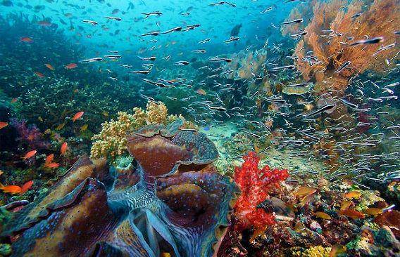 http://cdn.idntimes.com/content-images/post/20151027/rajaampat.jpg