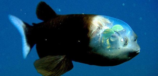 https://cdn.idntimes.com/content-images/post/20180524/ryba-z-przezroczysta-glowa-macropinna-microstoma-625x300-rybyakwarioweeu-5e83e46dd20bf87131588591df85a1f2.jpg