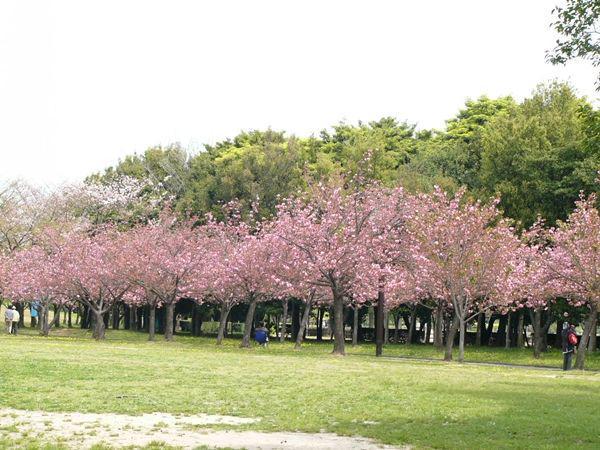 http://cdn.idntimes.com/content-images/post/20160302/sakura-cosmopolitan-coud-631cb33cf10e8a8b7b01e2608d012c19.jpg