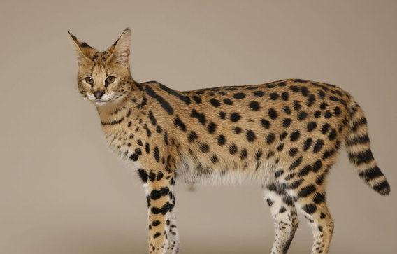 http://cdn.idntimes.com/content-images/post/20151212/savannahcat-5875f585a68db203377c393cc0489290.jpg
