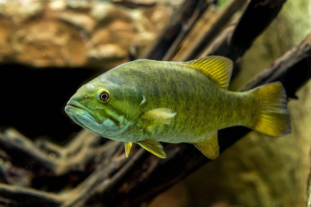 5 Fakta Unik Bass Mulut Kecil, Bisa Menjadi Indikator Kebersihan Air