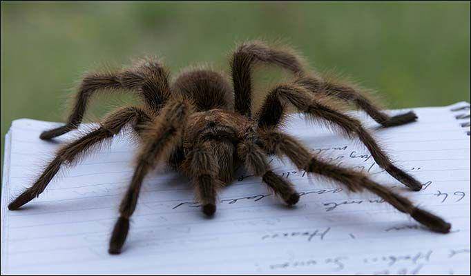 http://cdn.idntimes.com/content-images/post/20160325/snf21spider-682-970405a-cbcb38218a58e3e887684d1162dbb113.jpg