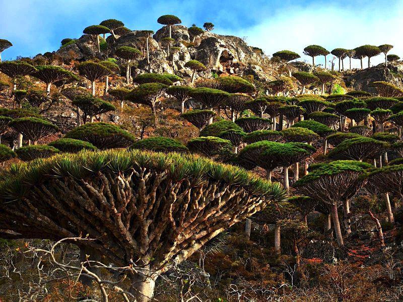 http://cdn.idntimes.com/content-images/post/20160426/socotra-2c1152374e7a54e9ed8a5975942aca7a.jpg
