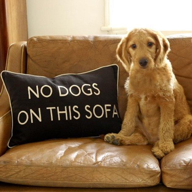 http://cdn.idntimes.com/content-images/post/20160719/sofadog-c9f2e3cd4f95afd8c84da5c08fd01667.jpg