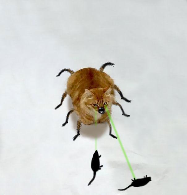 http://cdn.idntimes.com/content-images/post/20151210/spidercat-605-79a6d22bbc8ebfe6980741b3e715f476.jpg