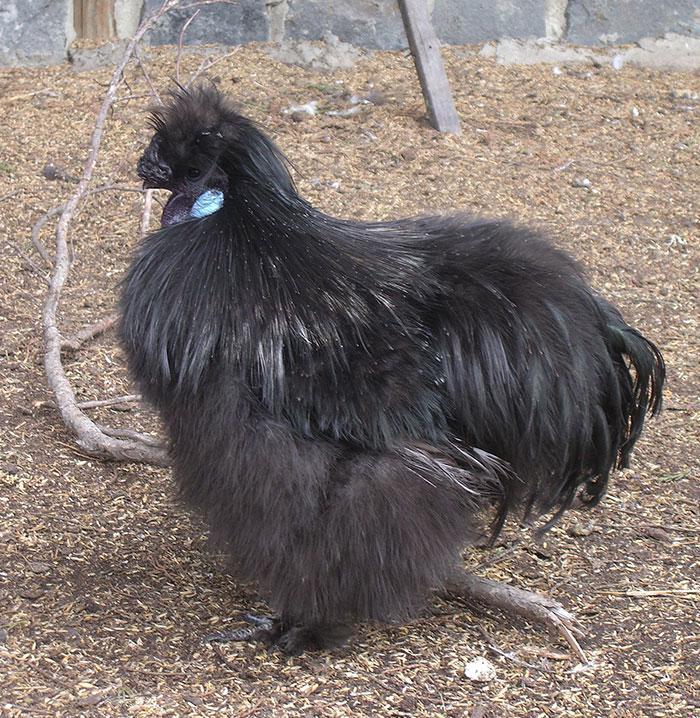https://cdn.idntimes.com/content-images/post/20180524/strange-unusual-animals-68-5af97b508176d-700-boredpanda-c9f3430db7e82450b6abec67d7c6512e.jpg