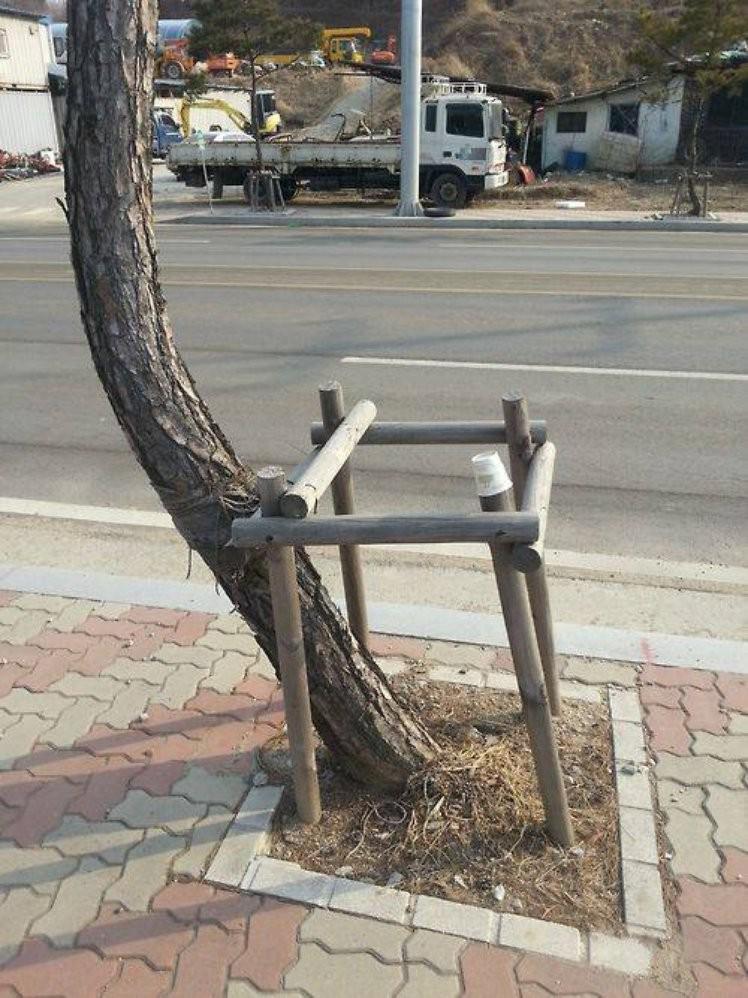http://cdn.idntimes.com/content-images/post/20160719/tree-rebel-18a2eebd5b6d2047d04ad4f58dbe0e61.jpg