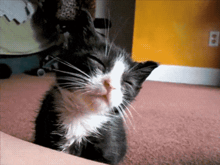 http://cdn.idntimes.com/content-images/post/20160229/tumblr-lzerkmto421qmioz3-e4e073ec4150578c54f54ec110c6b3c1.gif