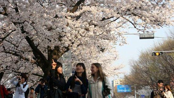 http://cdn.idntimes.com/content-images/post/20150930/yeouidospring.jpg