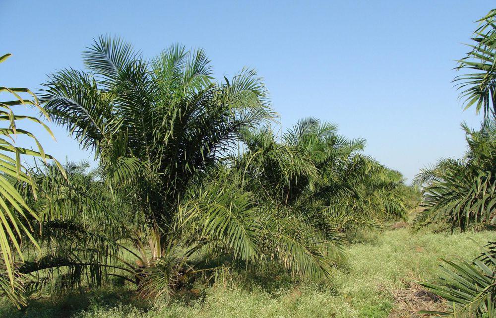 ilustrasi kebun kelapa sawit (pixabay.com/sarangib)