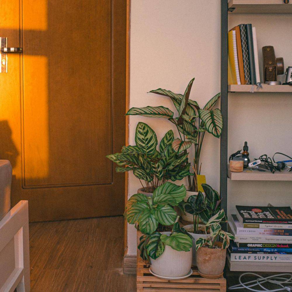 dekorasi tanaman dalam rumah (pexels.com/Huy Phan)