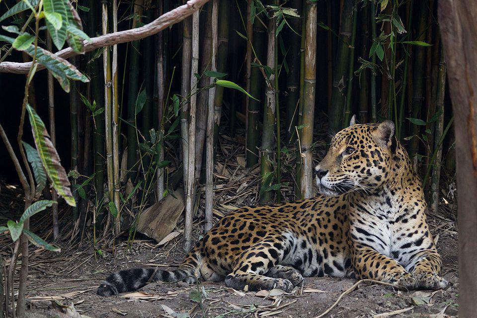 sosok jaguar di Kebun Binatang Chapultepec (commons.wikimedia.org/Katie Chan)