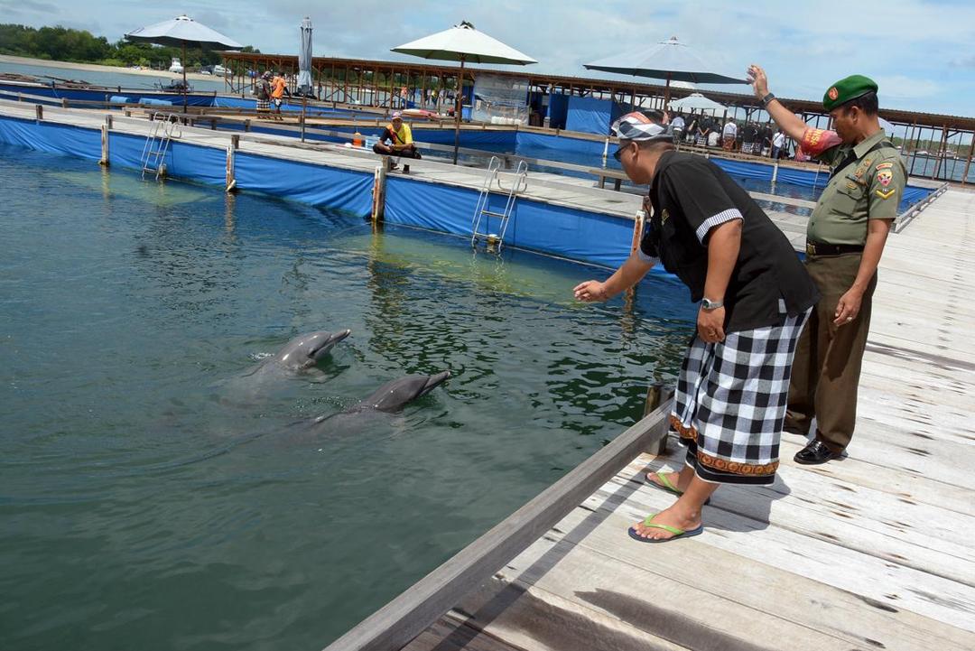 https://cdn.idntimes.com/content-images/post/20170118/antarafoto-penutupan-wisata-lumba-lumba-180117-wra-1-84addf2ba1ca926d2e455370923accd3.jpg